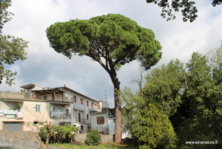 Pino parco Zafferana